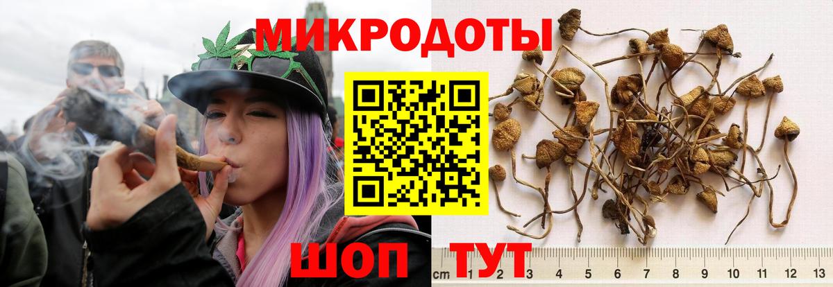 Псилоцибиновые грибы Psilocybe Россошь